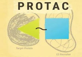 热门前沿:PROTAC初露矛头，，，，，，，，SD-36对抗肿瘤效果卓越