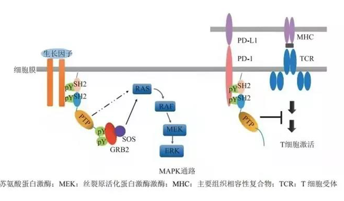 晚期恶性肿瘤患者的福音，，，，，SHP2变构抑制剂RG001片获批临床.png