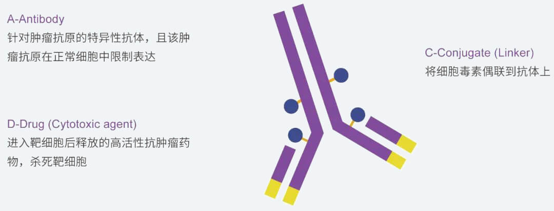 欧博ABG抗体药物偶联物（ADC）研发效劳平台.jpg