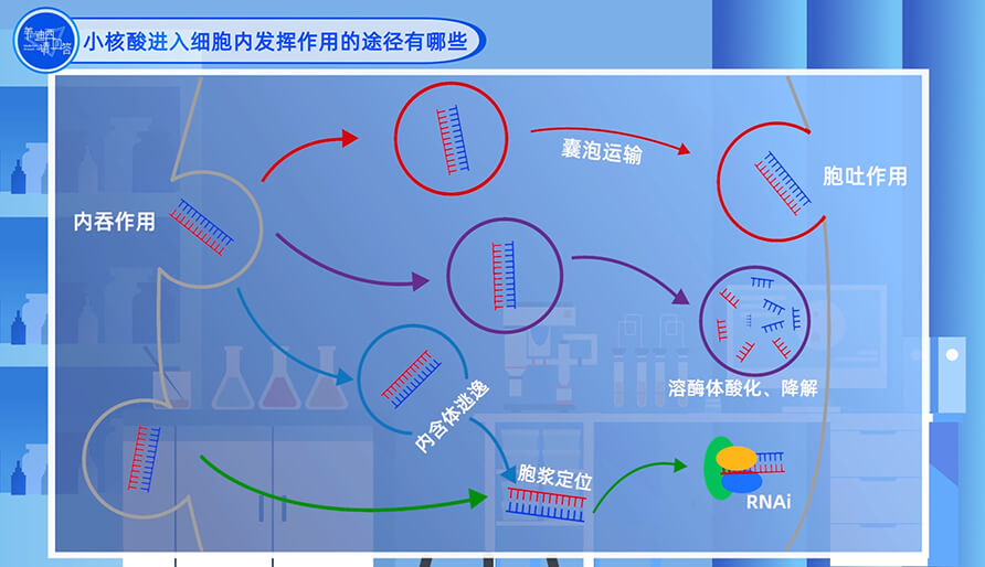 小核酸进入细胞内施展作用的途径有哪些？？？？？？？？