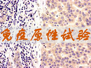 欧博ABG免疫原性试验效劳